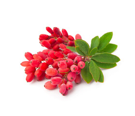 Twig barberry with leaves