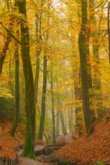 Golden autumn forest path with a small bridge