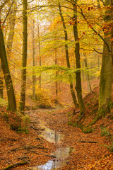 Golden autumn forest path with fallen leaves