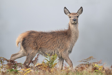 Red Deer Calf (Cervus elaphus) in thick Autumn morning mist