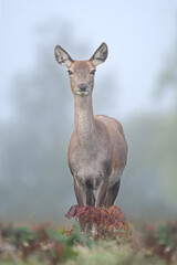Red Deer Hind (Cervus elaphus) in thick Autumn morning mist