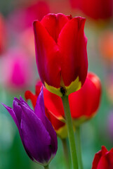 Naklejka premium Red and Purple Tulips in Bloom, Keukenhof Gardens, Lisse, Netherlands