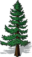 Green pine fir tree vector illustration with snow for Christmas and winter holiday decoration design