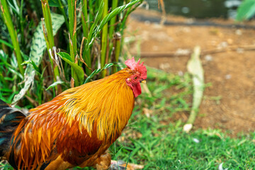 Close-up side profile of a colorful rooster with vibrant orange and red plumage standing near green tropical plants
