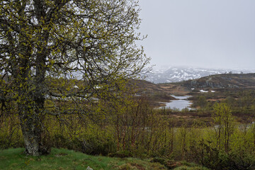 Spring awakens in the misty northern landscape