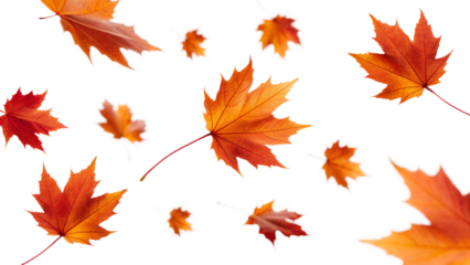 Autumnal Dance of Maple Leaves: Vivid autumn leaves twirl and float gracefully, showcasing nature's seasonal transition.