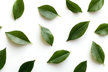 Naklejka premium Fresh green leaves elegantly arranged in a pattern on a clean white backdrop