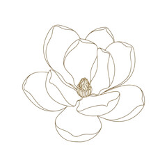 Elegant magnolia flower sketch line art drawing botanical illustration vector vector