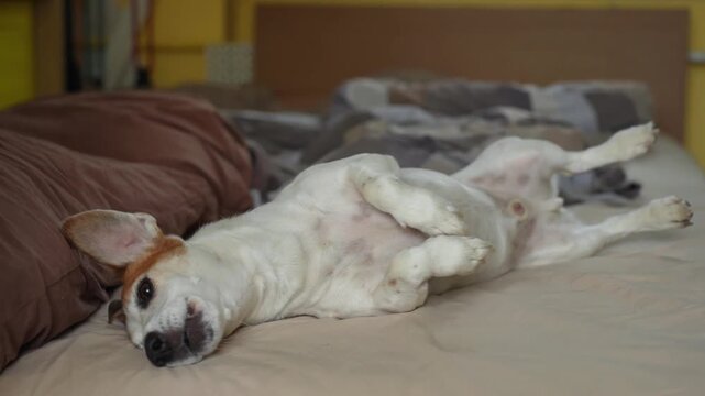 Cute dog resting on sofa at home.