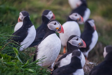 Fototapeta premium Atlantic Puffin