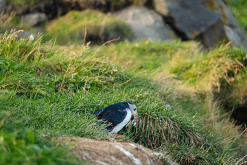 Atlantic Puffin