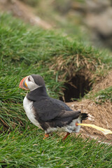 Atlantic Puffin