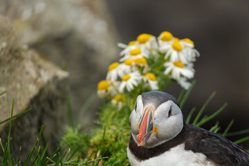 Atlantic Puffin