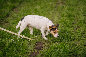 Obraz premium Small dog exploring grassy field on a leash, showcasing curiosity and playfulness in a natural outdoor environment with vibrant greenery