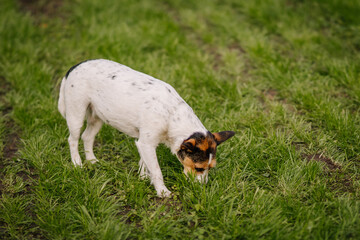 Obraz premium Small dog is sniffing the grass in a lush green field, showcasing curiosity and playful behavior in a natural outdoor setting