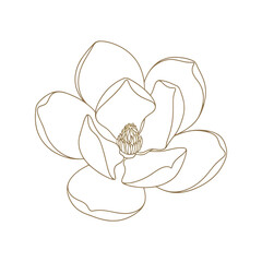Elegant magnolia flower outline drawing simple botanical illustration delicate floral art vector
