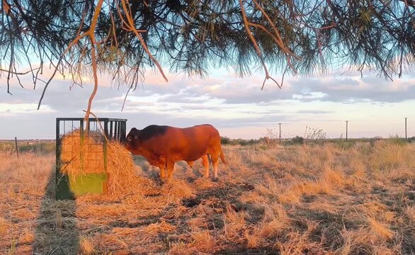  Toro Semental limousin comiendo paja en comedero