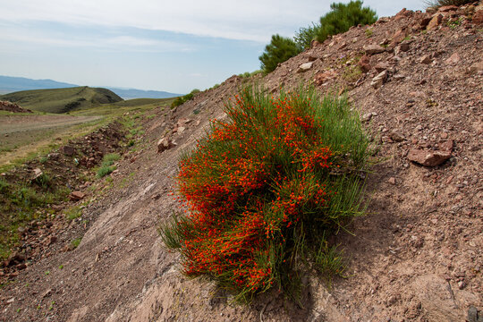 Ephedra monosperma or ephedra monosperma is the hallmark of the Tazheran steppes. It is medicinal and has narcotic properties.