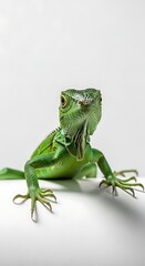 A vibrant green iguana with a curious expression, captured in a studio setting with a clean white background.