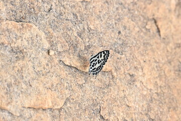 Castalius rosimon or common Pierrot butterfly. It  is a small butterfly found in India that belongs to the lycaenids, or blues family.