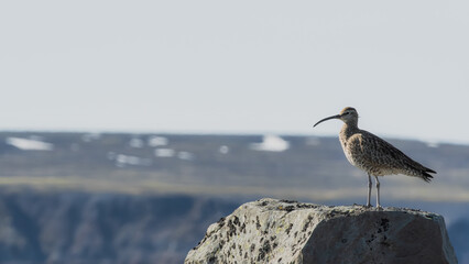 Icelandic birds in summer time