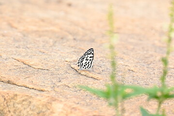 Castalius rosimon or common Pierrot butterfly. It  is a small butterfly found in India that belongs to the lycaenids, or blues family.