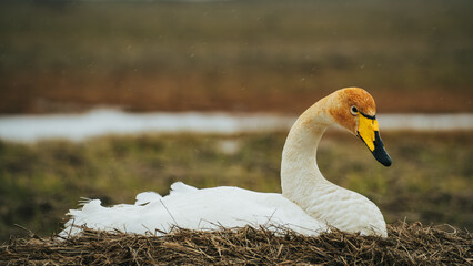 Icelandic birds in summer time
