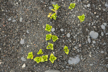 Icelandic landscapes