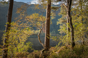 A sunny, autumnal HDR Image of the trees around a picnic site on the shores Loch Eck, Argyll and Bute, Scotland.