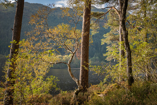 A sunny, autumnal HDR Image of the trees around a picnic site on the shores Loch Eck, Argyll and Bute, Scotland.