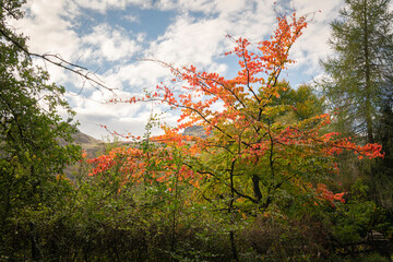 A bright landscape HDR image of a solitary autumnal coloured tree standing out from surrounding green leaves trees, Scotland
