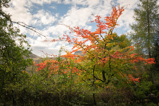 A bright landscape HDR image of a solitary autumnal coloured tree standing out from surrounding green leaves trees, Scotland