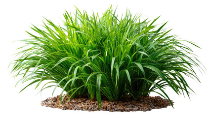 Vibrant Green Bush: A lush, verdant bush with long, slender blades of grass, thriving in a bed of rich soil.