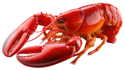 Lobster Feast: A vibrant, cooked lobster, a symbol of culinary delight, captured in vivid detail, highlighting its rich color and inviting form.