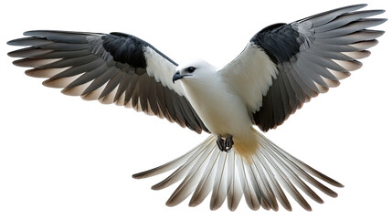 Obraz premium Soaring Majesty: A majestic kite, a symbol of freedom, gracefully takes flight against the clear backdrop, embodying grace and power