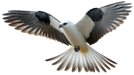 Soaring Majesty: A majestic kite, a symbol of freedom, gracefully takes flight against the clear backdrop, embodying grace and power