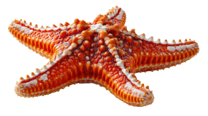 Starfish Undersea Beauty: A vibrant starfish with a textured surface, showcasing its intricate form. the photograph reveals its natural beauty and unique characteristics.