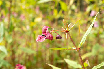 Pink Impatiens Flower Growing in the Wilderness of the Alps