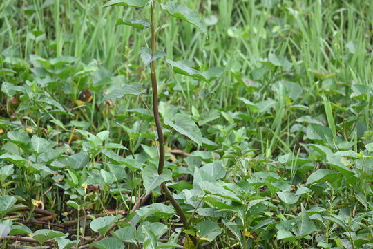 Water spinach in river bank. Its other common names&nbsp;Ipomoea aquatica and &nbsp;kangkung. This is a semi aquatic,&nbsp;tropical&nbsp;plant grown as a&nbsp;vegetable&nbsp;for its tender shoots. It grows abundantly near waterway