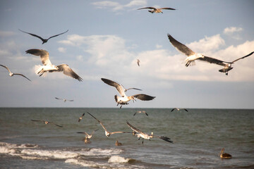 gaviotas