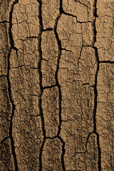 Cracked bark texture showing natural tree surface pattern, ideal for nature backgrounds, eco prints, or rustic designs.