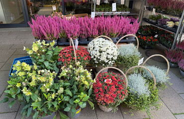 Autumn flower shop with colorful potted plants