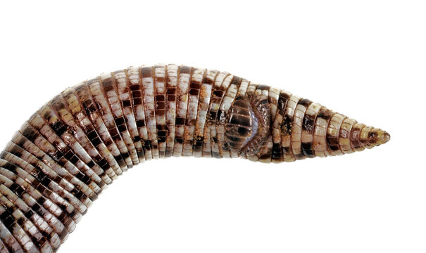 starker Milben-Befall bei einer Schachbrett-Doppelschleiche (Trogonophis wiegmanni) // Mites on a Checkerboard Worm Lizard 