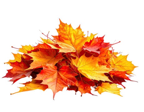 A vibrant pile of maple leaves in autumn shades of red, orange, and yellow