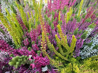 Vibrant Calluna vulgaris Heather plants Close-Up