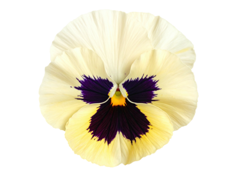 A close-up view of a vibrant pansy flower against a black background