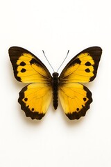 Top-down view of a yellow butterfly with black markings on a white background.