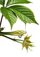 Extreme macro of a vibrant green Virginia creeper branch on transparent, featuring dewy emerald leaves, unfurling tendrils, and a freshly snapped stem with glistening sap, concept of natural vitality