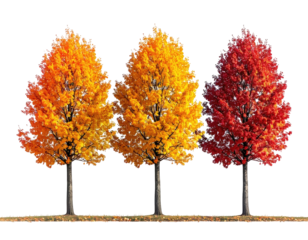 Three vibrant trees with colorful autumn foliage against a transparent background