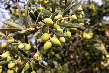 Oliwki na drzewie